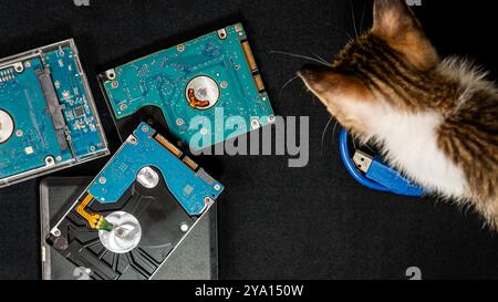 A curious cat observes several hard drives placed on a dark surface. The hard drives are open, showcasing their intricate blue circuit boards and comp Stock Photo