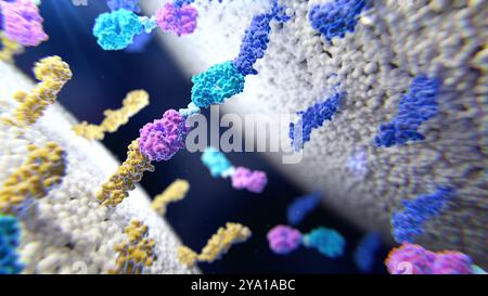 Illustration of a bispecific T Cell Engager (BiTE) protein binding to membrane proteins on two distinct membranes. BiTE is an engineered protein consisting of a fusion of two single chain variable fragments (scFvs) from different antibodies. They have been investigated as anti-cancer drugs via their recruitment of cytotoxic T cells against cancer cells. Stock Photo