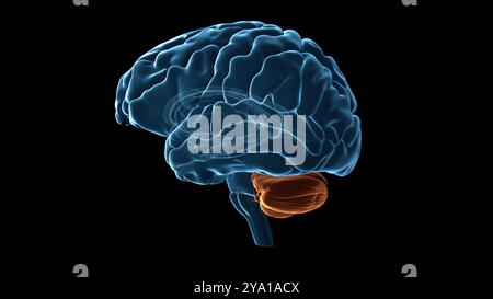 Illustration of the human cerebellum (highlighted in orange), the part of the brain responsible for motor control, coordination, precision and accurate timing. Stock Photo