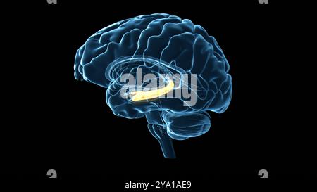 Illustration of the human hippocampus (highlighted in orange), a crucial component of the limbic system that plays significant roles in the consolidation of information from short-term memory to long-term memory and spatial navigation. Stock Photo