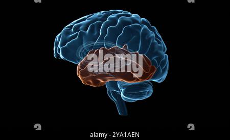 Illustration of the temporal lobe (highlighted in orange) of the human brain. This region of the brain is responsible for auditory processing, semantic memory and has a significant role in visual perception. Stock Photo