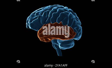 Illustration of the temporal lobe (highlighted in orange) of the human brain. This region of the brain is responsible for auditory processing, semantic memory and has a significant role in visual perception. Stock Photo