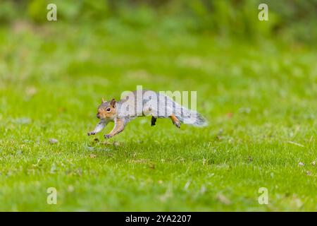 Eastern grey squirrel Sciurus carolinensis, introduced species, adult running on grass, Suffolk, England, October Stock Photo
