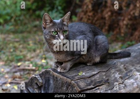 A grey cat with green eyes sits on a grey log and looks to the right. Close-up. Stock Photo