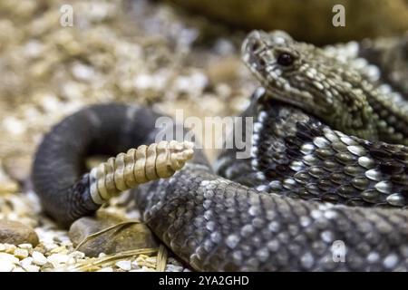 Rattlesnake, Crotalus durissus, poisonous. Dangers Stock Photo