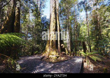 STYX VALLEY, AUSTRALIA, FEBRUARY 20 2024: Landscape of the Styx River area of the Styx Valley near Maydena in Southwest National Park, Tasmania, Austr Stock Photo