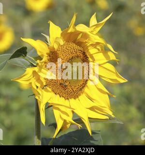 Flower head of a sunflower in a sunflower field with two honey bees Stock Photo