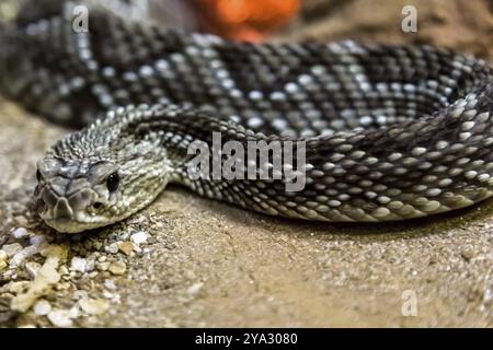 Rattlesnake, Crotalus durissus, poisonous. Dangers Stock Photo