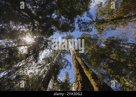 STYX VALLEY, AUSTRALIA, FEBRUARY 20 2024: Landscape of the Styx River area of the Styx Valley near Maydena in Southwest National Park, Tasmania, Austr Stock Photo