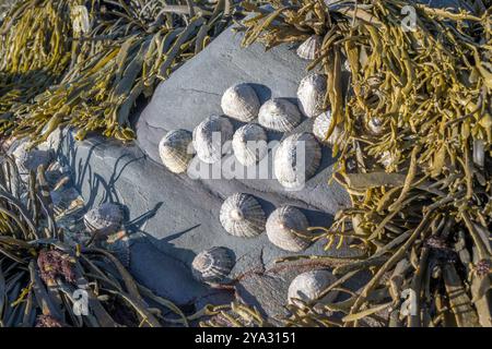 Limpets on the rocks at low tide Stock Photo