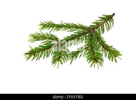 Spruce branch isolated on white background. Fir tree branch. Spruce branch. Christmas fir. Stock Photo
