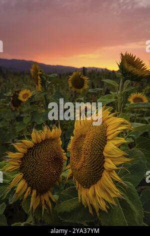Sunflower field in Northern California USA Stock Photo - Alamy