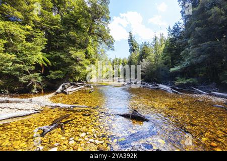 STYX VALLEY, AUSTRALIA, FEBRUARY 20 2024: Landscape of the Styx River area of the Styx Valley near Maydena in Southwest National Park, Tasmania, Austr Stock Photo