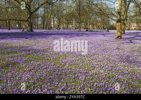 Crocus blossom in the castle garden of the castle Husum in Schleswig-Holstein, Germany, with millions of blooming crocuses in spring, 20 March 2022 La Stock Photo