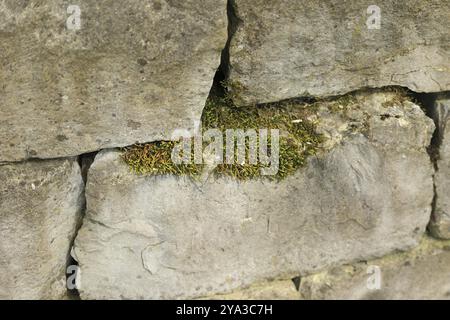 Moss and lichen grow on a stone wall Stock Photo