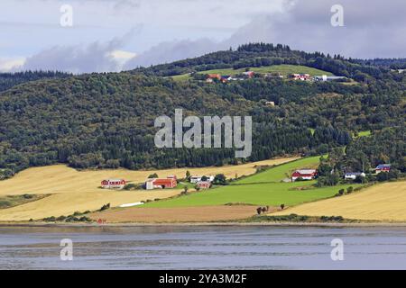 Landscape with forests, fields and meadows near Trondheimfjord. Stadsbygd in Trondelag, Norway Agricultural landscape with forests, fields and meadow Stock Photo