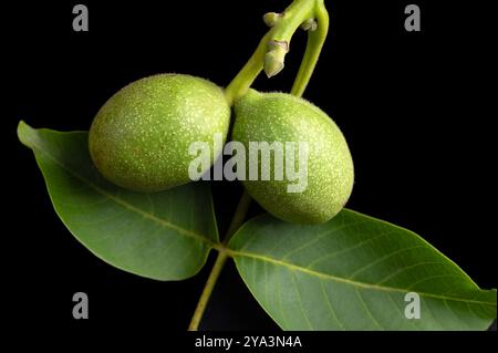 Unripe walnuts in the husk on a branch. Twig of a common walnut tree, Juglans regia, with two walnuts, still covered with green husk. Stock Photo