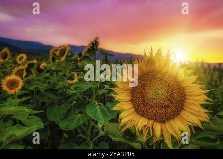 Sunflowers in a field wild golden sunlight Stock Photo