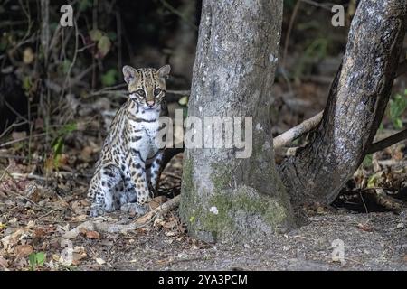 Ocelot (Leopardus pardalis), at night, sitting, eye contact, Pantanal, inland, wetland, UNESCO Biosphere Reserve, World Heritage Site, wetland biotope Stock Photo