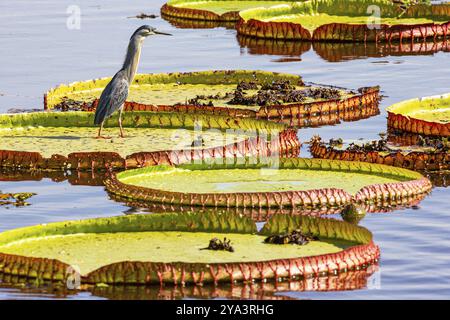 Mongrove Heron (Butorides striatus) Pantanal Brazil Stock Photo