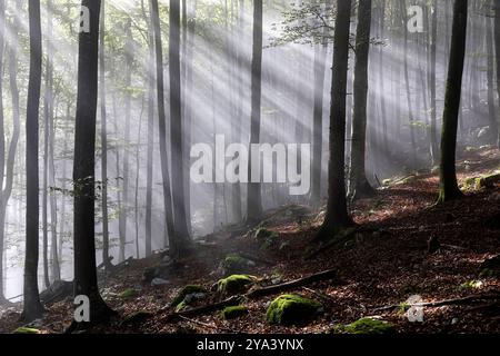 Morning mist in the beautiful forest with spectacular morning light, protected forest in kocevski rog in dolenjska region, slovenia Stock Photo