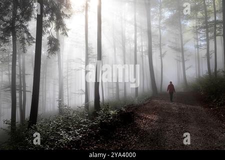 Woman walking through a misty forest on a foggy road, as dramatic sunbeams shine through the trees and morning mist at sunrise, Stock Photo