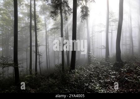 Morning mist in the beautiful forest with spectacular morning light, protected forest in kocevski rog in dolenjska region, slovenia Stock Photo