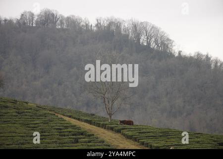 Tea farm in Foman,iran. A horse was also roaming in the field. Gilan,Iran Stock Photo