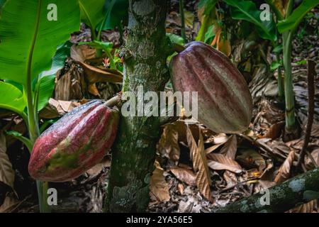 Large cocoa pods attached to the trunk of a cocoa tree Stock Photo