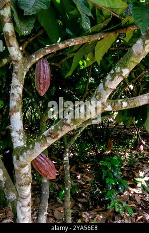 Cacao tree with several visible cacao pods attached to its trunk and branches Stock Photo