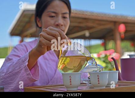 (241012) -- XIANGZHOU, Oct. 12, 2024 (Xinhua) -- Feng Kangchong serves tea in Sigao Village, Miaohuang Township of Xiangzhou County, Laibin City of south China's Guangxi Zhuang Autonomous Region, Oct. 10, 2024.  Feng Kangchong, born in 1989, is a representative inheritor of the Gupa tea-making skills. Hailing from Gupa Village of Xiangzhou County in south China's Guangxi, Feng has been involved with tea-making from an early age.    Tea cultivation is a tradition of Xiangzhou that has lasted over 1,300 years, while Gupa tea, named after its place of origin, Gupa Village, has a history spanning Stock Photo