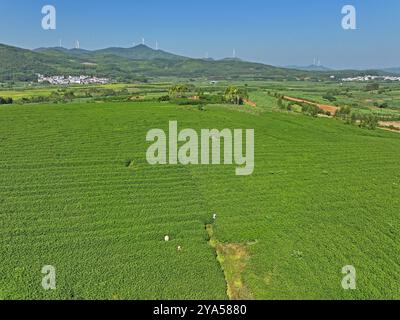 (241012) -- XIANGZHOU, Oct. 12, 2024 (Xinhua) -- A drone photo taken on Oct. 10, 2024 shows a tea garden in Sigao Village, Miaohuang Township of Xiangzhou County, Laibin City of south China's Guangxi Zhuang Autonomous Region.  Feng Kangchong, born in 1989, is a representative inheritor of the Gupa tea-making skills. Hailing from Gupa Village of Xiangzhou County in south China's Guangxi, Feng has been involved with tea-making from an early age.    Tea cultivation is a tradition of Xiangzhou that has lasted over 1,300 years, while Gupa tea, named after its place of origin, Gupa Village, has a hi Stock Photo