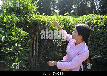 (241012) -- XIANGZHOU, Oct. 12, 2024 (Xinhua) -- Feng Kangchong picks tea leaves at a tea garden in Sigao Village, Miaohuang Township of Xiangzhou County, Laibin City of south China's Guangxi Zhuang Autonomous Region, Oct. 10, 2024.  Feng Kangchong, born in 1989, is a representative inheritor of the Gupa tea-making skills. Hailing from Gupa Village of Xiangzhou County in south China's Guangxi, Feng has been involved with tea-making from an early age.    Tea cultivation is a tradition of Xiangzhou that has lasted over 1,300 years, while Gupa tea, named after its place of origin, Gupa Village, h Stock Photo