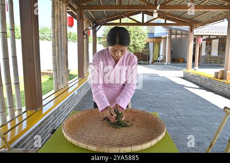 (241012) -- XIANGZHOU, Oct. 12, 2024 (Xinhua) -- Feng Kangchong makes Gupa tea in Sigao Village, Miaohuang Township of Xiangzhou County, Laibin City of south China's Guangxi Zhuang Autonomous Region, Oct. 10, 2024.  Feng Kangchong, born in 1989, is a representative inheritor of the Gupa tea-making skills. Hailing from Gupa Village of Xiangzhou County in south China's Guangxi, Feng has been involved with tea-making from an early age.    Tea cultivation is a tradition of Xiangzhou that has lasted over 1,300 years, while Gupa tea, named after its place of origin, Gupa Village, has a history spann Stock Photo