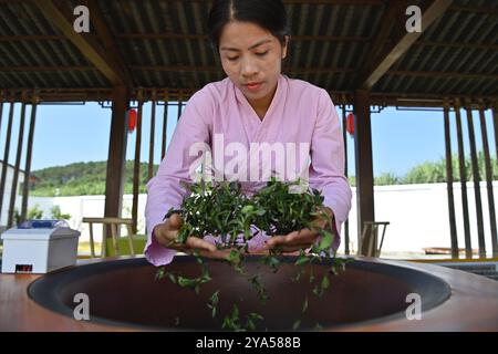 (241012) -- XIANGZHOU, Oct. 12, 2024 (Xinhua) -- Feng Kangchong pan-fries tea leaves in Sigao Village, Miaohuang Township of Xiangzhou County, Laibin City of south China's Guangxi Zhuang Autonomous Region, Oct. 10, 2024.  Feng Kangchong, born in 1989, is a representative inheritor of the Gupa tea-making skills. Hailing from Gupa Village of Xiangzhou County in south China's Guangxi, Feng has been involved with tea-making from an early age.    Tea cultivation is a tradition of Xiangzhou that has lasted over 1,300 years, while Gupa tea, named after its place of origin, Gupa Village, has a history Stock Photo