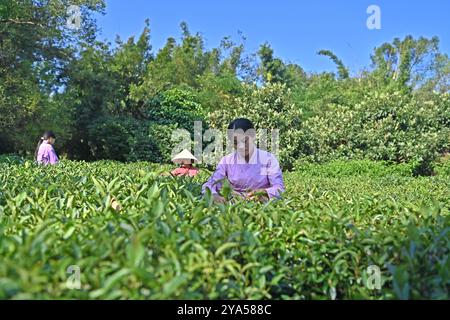 (241012) -- XIANGZHOU, Oct. 12, 2024 (Xinhua) -- Feng Kangchong picks tea leaves at a tea garden in Sigao Village, Miaohuang Township of Xiangzhou County, Laibin City of south China's Guangxi Zhuang Autonomous Region, Oct. 10, 2024. Feng Kangchong, born in 1989, is a representative inheritor of the Gupa tea-making skills. Hailing from Gupa Village of Xiangzhou County in south China's Guangxi, Feng has been involved with tea-making from an early age. Tea cultivation is a tradition of Xiangzhou that has lasted over 1,300 years, while Gupa tea, named after its place of origin, Gupa Village, h Stock Photo