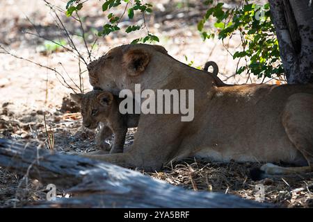 Mother Lioness in the shade under a tree leaning her head on a very small cub Stock Photo