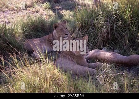 Lionesses relaxing in long lush grass Stock Photo