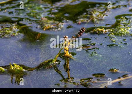 Ceratophyllum demersum aquatic plant in a stream. Stock Photo