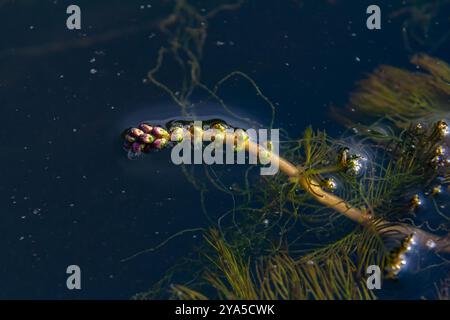 Ceratophyllum demersum aquatic plant in a stream. Stock Photo