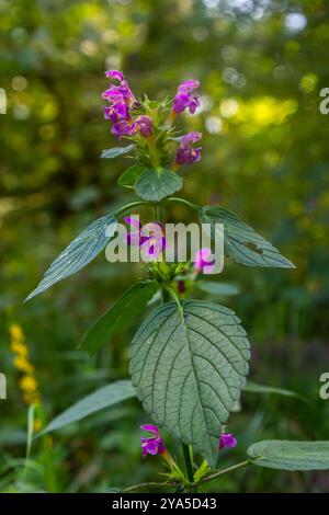 Common Hemp nettle, Galeopsis tetrahit .Bifid hemp-nettle Galeopsis bifida. Plant in the family Lamiaceae with pink flowers, the lowest lobe of which Stock Photo