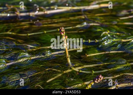 Ceratophyllum demersum aquatic plant in a stream. Stock Photo