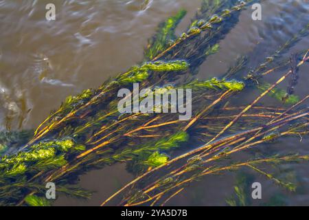 Ceratophyllum demersum aquatic plant in a stream. Stock Photo