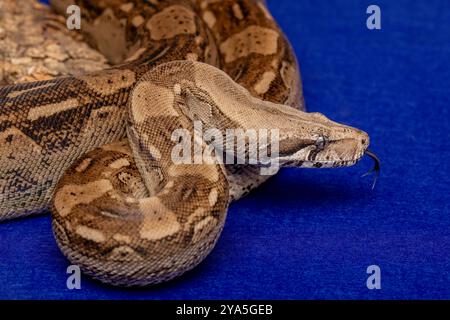 Boa Constrictor Snake on Blue Background - Exotic Wildlife Stock Photo