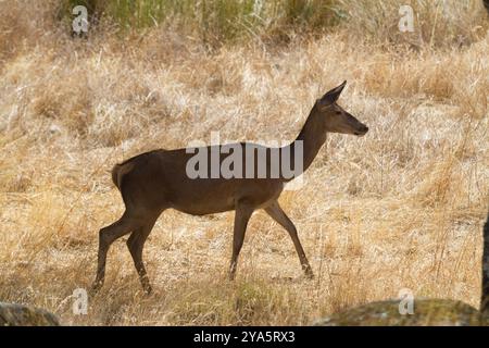 Deer in the Sierra de Andujar Natural Park, Jaen, Andalucia, Spain Stock Photo