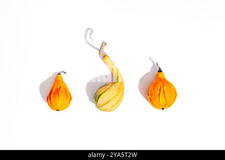 Three decorative pumpkins with sharp shadows isolated on white background. Top view. Stock Photo