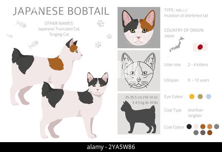 Japanese bobtail cat clipart. All cat breeds characteristics infographic. Vector illustration Stock Vector
