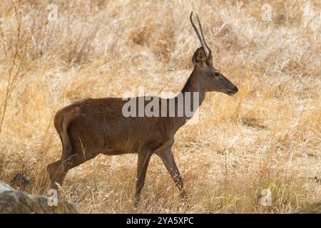 Deer in the Sierra de Andujar Natural Park, Jaen, Andalucia, Spain Stock Photo