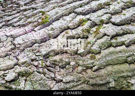 Close-up texture on the bark of an old tree Stock Photo