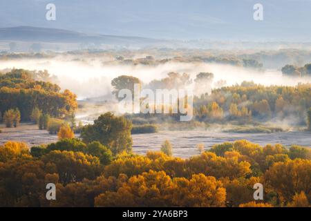 Trees changing to fall colors with low lying fog in the Gunnison river valley Gunnison, Colorado Stock Photo